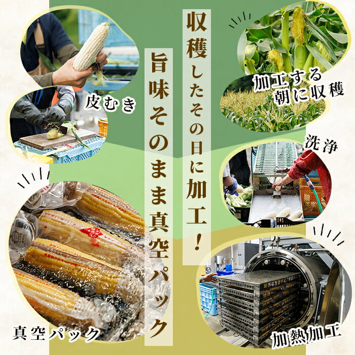 【ふるさと納税】北海道士別市産！選べる3種！朝採りレトルトスイートコーン(5パック) ゴールドラッシュ ホイップコーン 夢のコーン 北海道産 北海道 士別市 とうもろこし トウモロコシ とうきび 【三栄アグリ】 - 画像3