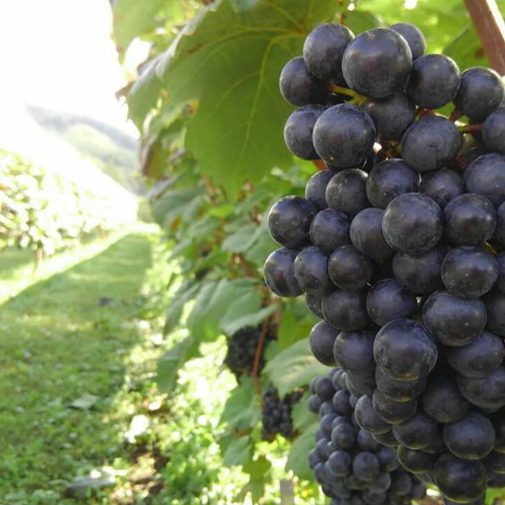 【ふるさと納税】ロースラー ワイン KANTA WINE2024(赤) 750ml×4本セット かんたわいん かんたはうす 赤ワイン 花巻市 大迫 地域おこし協力隊 サムネイル3