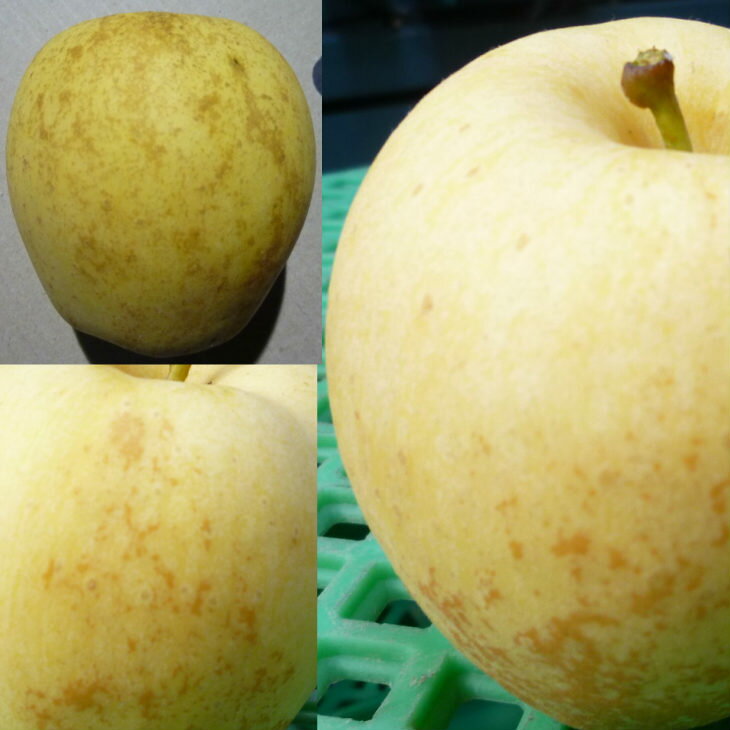 【ふるさと納税】《12月上旬より発送》そばかすりんご 冬恋はるか 自家用 （サビあり） 約2.5kg ふるさと納税 りんご そばかす 冬恋 はるか リンゴ サムネイル2