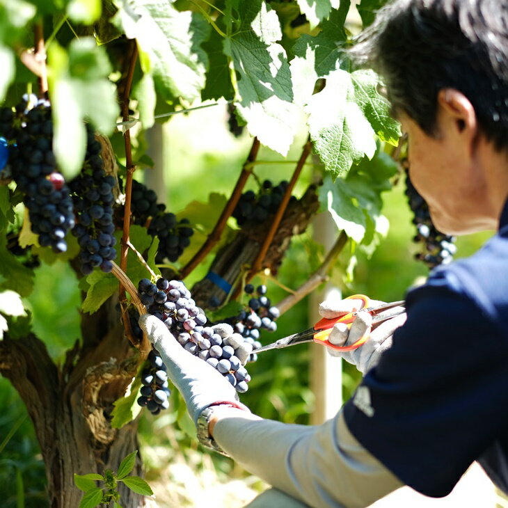 【ふるさと納税】大迫佐藤葡萄園 ツヴァイゲルトレーベ 750ml×2本セット ふるさと納税 ワイン サムネイル2