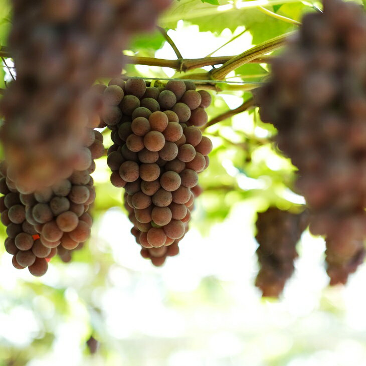 【ふるさと納税】大迫佐藤葡萄園 ツヴァイゲルトレーベ 750ml×2本セット ふるさと納税 ワイン サムネイル3
