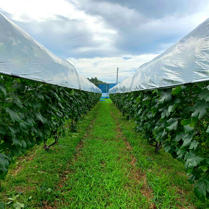 【ふるさと納税】高橋葡萄園 白ワイン 750ml×2本 セット ファーストヴィンテージ2015 リースリング・リオン フロイデ 10周年記念 花巻市 サムネイル3