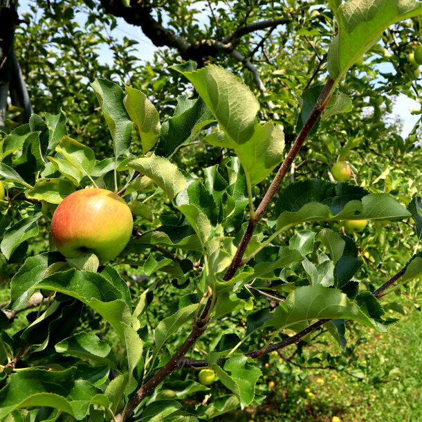【ふるさと納税】むろねーじゅワイン(りんご) サムネイル2