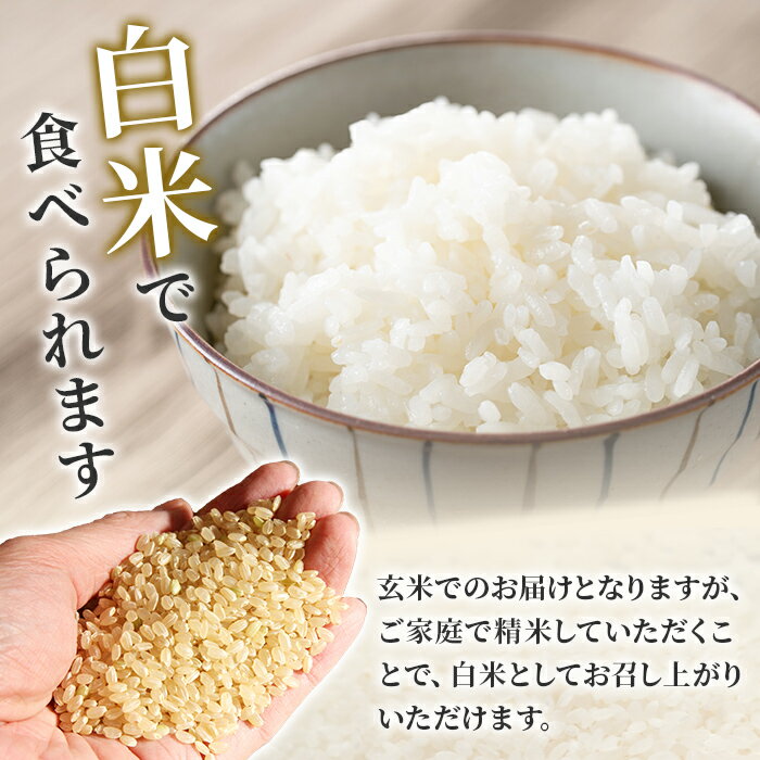 【ふるさと納税】【令和7年産】まなむすめ 玄米 30kg 柴田町産 数量限定 お米 おこめ 米 コメ ご飯 ごはん おにぎり お弁当 【加藤農園】sh116 - 画像2