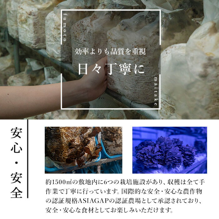 【ふるさと納税】七つ森ふもと舞茸 1kg まいたけ マイタケ きのこ 農家直送 天ぷら すき焼き 炊き込みご飯 宮城県産 【株式会社七つ森ふもと舞茸】ta325 - 画像3