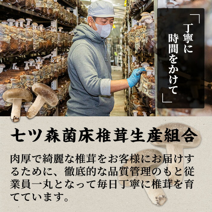 【ふるさと納税】スライス乾燥椎茸 250g (50g×5袋) しいたけ シイタケ きのこ 乾燥しいたけ 炊き込みご飯 和食 小分け 国産 宮城県産 BBQ 【農事組合法人七ツ森菌床椎茸生産組合】ta387 - 画像2