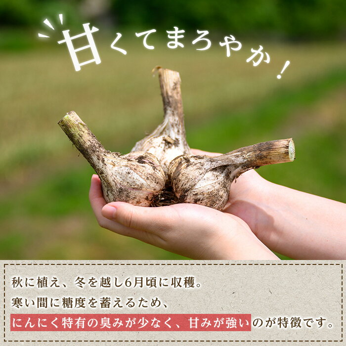 【ふるさと納税】生むきにんにく 1kg にんにく ニンニク ガーリック ホワイト おつまみ 健康 食品 料理 産地直送 宮城県 大和町【株式会社ファーム沢渡】ta553 - 画像3