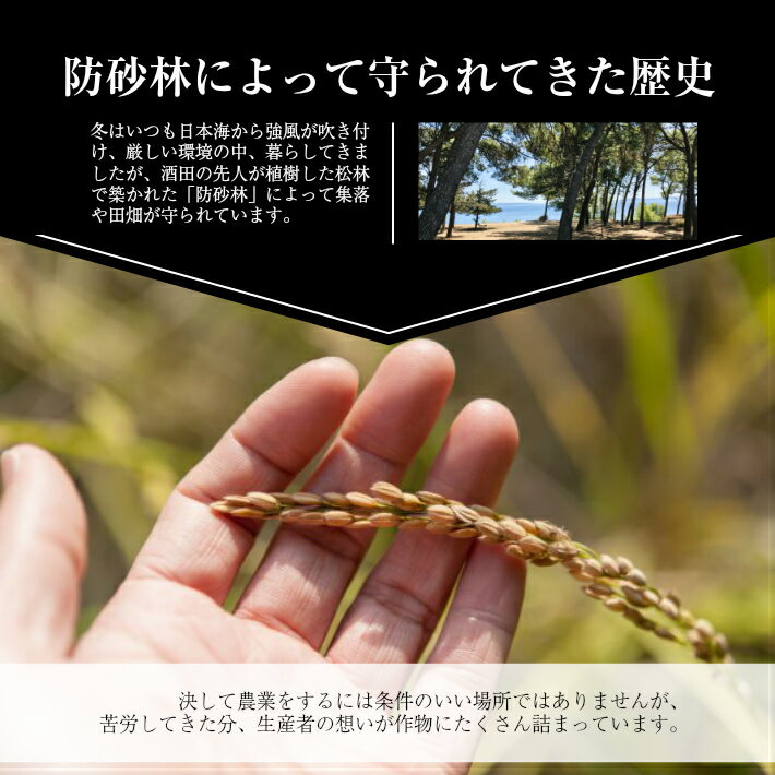 【ふるさと納税】ササニシキ 計10kg 5kg×2袋 令和7年産米 山形県産 ご希望の時期頃お届け 米 精米 白米 東北 山形県 庄内地方 JA 農協 発送時期が選べる - 画像3