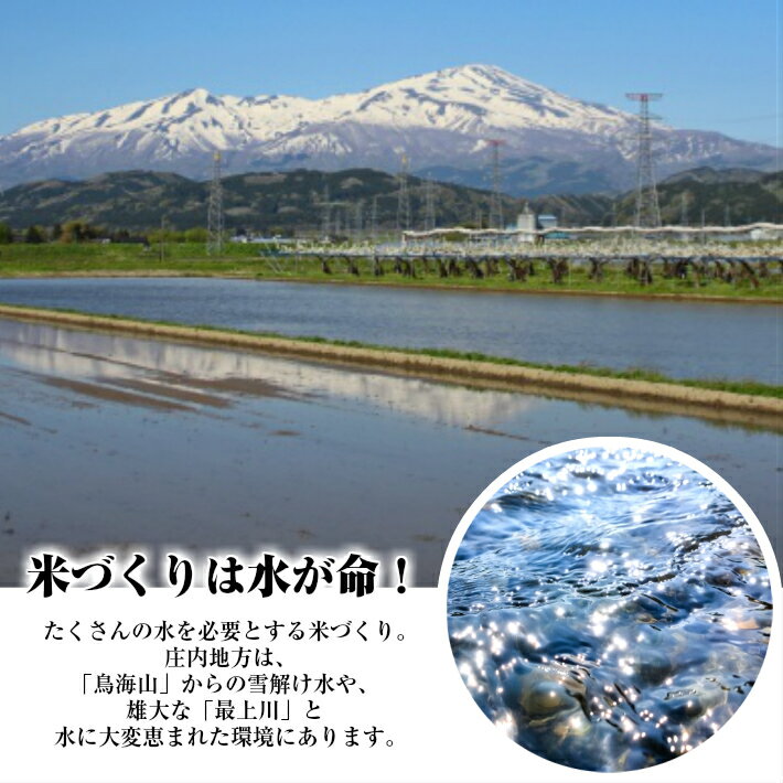 【ふるさと納税】特別栽培米 つや姫 5kg 令和7年産米 山形県産 ご希望の時期頃お届け 東北 酒田市 庄内地方 精米 白米 ブランド米 お米 ご飯 ごはん 小分け 便利 - 画像3