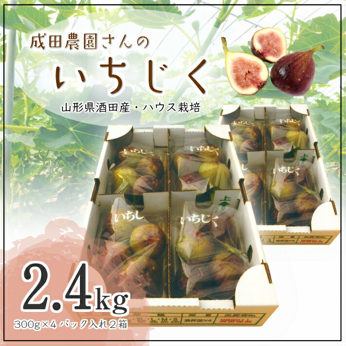 【ふるさと納税】ハウス栽培いちじく 約2.4kg（300g×4パック入り2箱）8月中旬～9月下旬頃お届け 冷蔵便 ※着日指定・離島発送不可 イチジク 無花果 果物 フルーツ ハウス 東北 山形県 酒田市 庄内 - 画像2