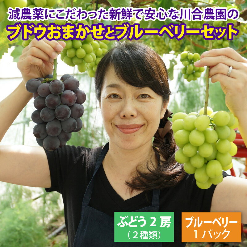 【ふるさと納税】【先行予約】 減農薬にこだわった新鮮で安心な川合農園のブドウ おまかせ2房 と ブルーベリーセット 【2026年7月以降順次発送予定】 【ブドウ ぶどう ブルーベリー 果物 くだもの 果実 フルーツ 旬 新鮮 減農薬 セット 詰め合わせ 国産 冷蔵】 サムネイル2