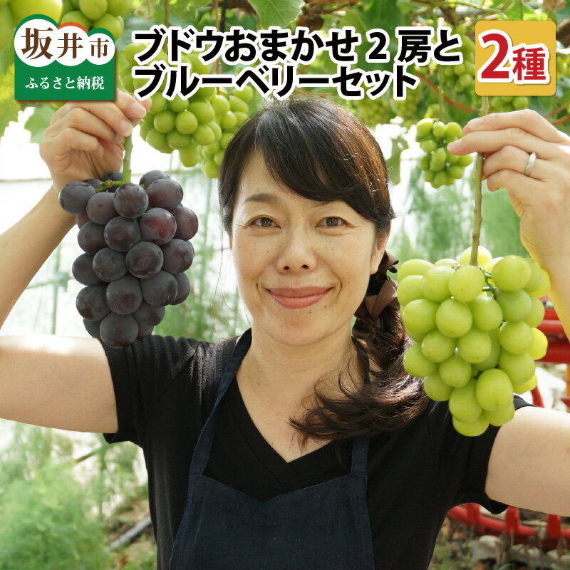 【先行予約】 減農薬にこだわった新鮮で安心な川合農園のブドウ おまかせ2房 と ブルーベリーセット 【2026年7月以降順次発送予定】 【ブドウ ぶどう ブルーベリー 果物 くだもの 果実 フルーツ 旬 新鮮 減農薬 セット 詰め合わせ 国産 冷蔵】