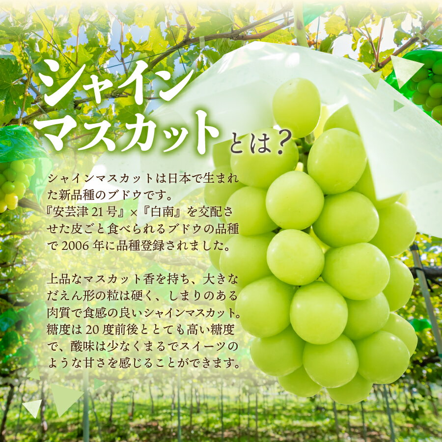 【ふるさと納税】2026年 先行予約 シャインマスカット 訳あり 選べる容量 1kg 2～3房 1.5kg 3～4房 山梨県産 ぶどう 種なし シャイン マスカット ご家庭用 フルーツ 果物 くだもの 送料無料 高レビュー 産地直送 葡萄 2房 3房 4房 高評価 不揃い ふるさと納税 ランキング サムネイル3