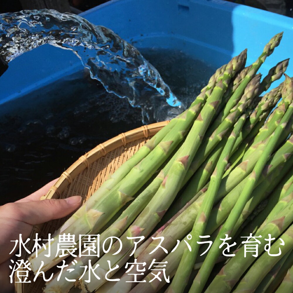 【ふるさと納税】《2026年産 先行予約》根本までムシャムシャ食べれるアスパラ 水村農園 飛騨のきれいな水と澄んだ空気が育んだ柔らか甘いアスパラガス アスパラ アスパラガス L~2L 5kg 大容量 [F0035x] 56000円 - 画像3