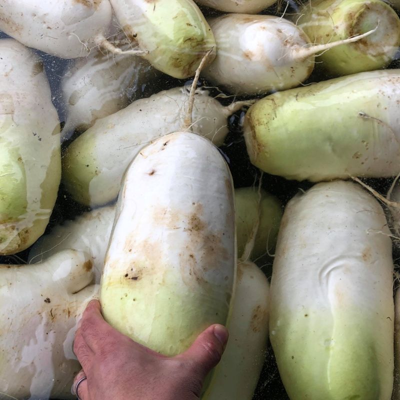 満天☆青空レストラン 2/15放送 【1月下旬〜3月上旬発送】《先行予約》飛騨 山之村 清水さんちの「寒熟だいこん」完熟大根 約4.5kg 2〜6本 清水農園 野菜 産地直送 ダイコン 鍋 おでん 煮物[A0122wxch] 12000円