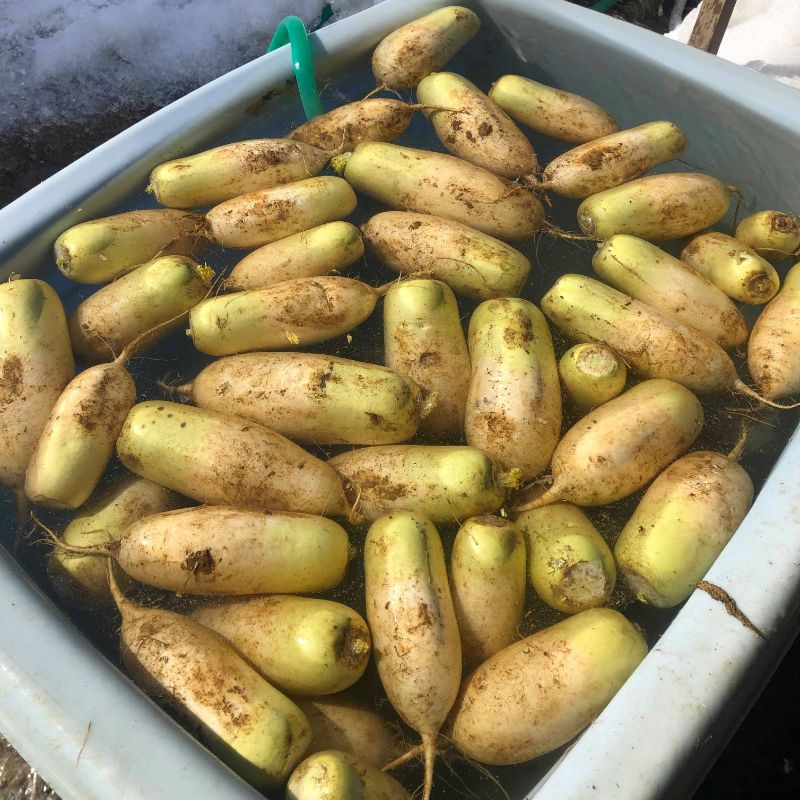 【ふるさと納税】満天☆青空レストラン 2/15放送 【1月下旬〜3月上旬発送】《先行予約》飛騨 山之村 清水さんちの「寒熟だいこん」完熟大根 約4.5kg 2〜6本 清水農園 野菜 産地直送 ダイコン 鍋 おでん 煮物[A0122wxch] 12000円 サムネイル3