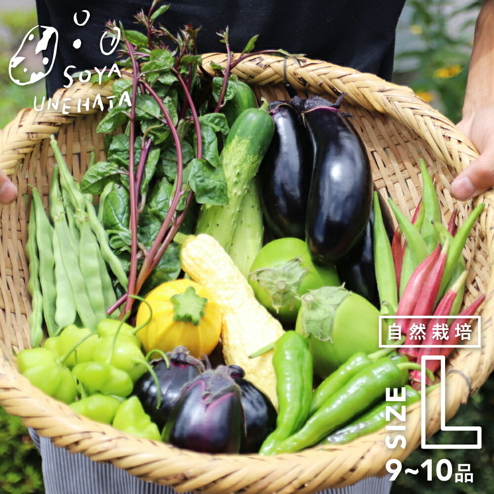 令和8年産 2026年発送《先行予約》《期間・数量限定》飛騨 野菜セット 9〜10品 自然栽培 野菜BOX・Lサイズ ソヤ畦畑 夏野菜 ピーマン ナス きゅうり オクラ ズッキーニ[B0231x]12000円