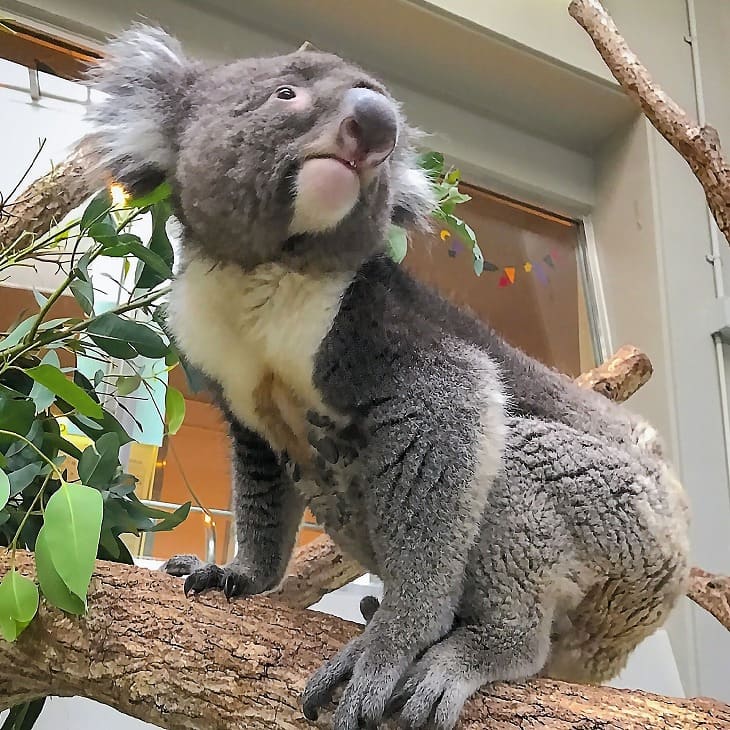 【ふるさと納税】コアラのいる農業公園　淡路ファームパーク　イングランドの丘　入場券＆飲食利用券（ペア） サムネイル2