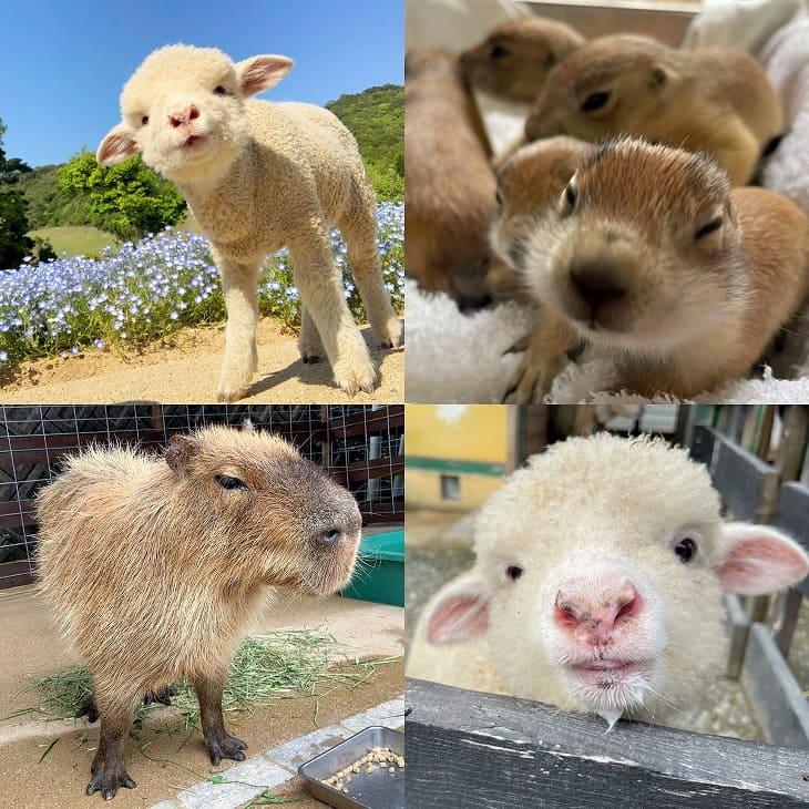 【ふるさと納税】コアラのいる農業公園　淡路ファームパーク　イングランドの丘　入場券＆飲食利用券（小人用） サムネイル2