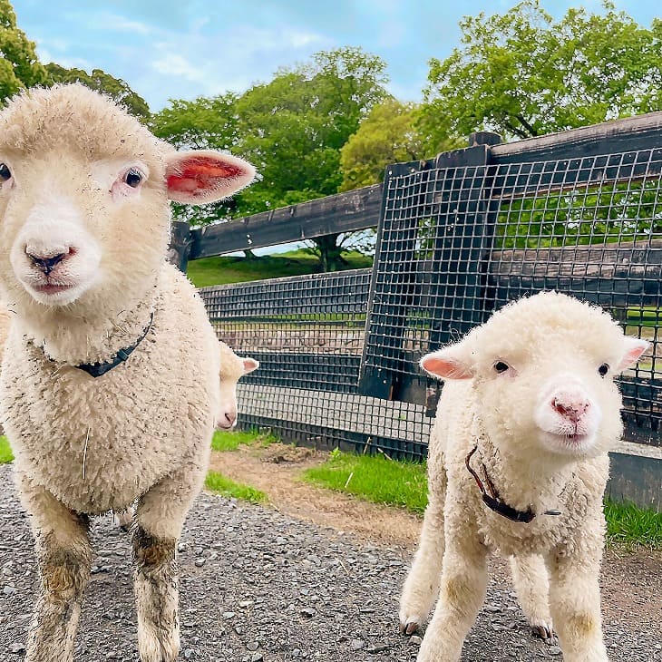 【ふるさと納税】コアラのいる農業公園　淡路ファームパーク　イングランドの丘　入場券＆飲食利用券（小人用） サムネイル3