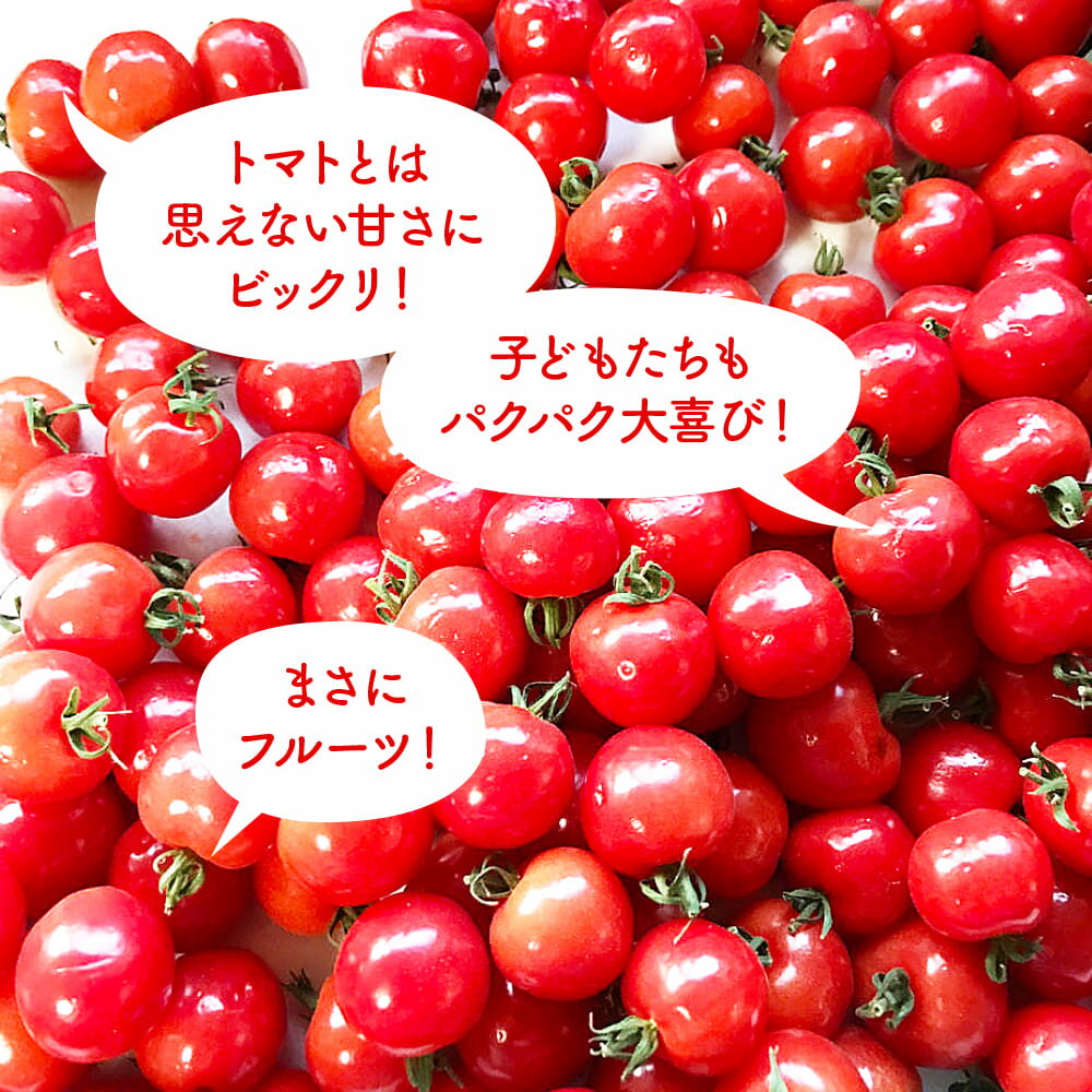 【ふるさと納税】【アクアヴェルデAWAJI】旨味トマト　プチぷよ　60個　◆配送12月中旬〜 - 画像2