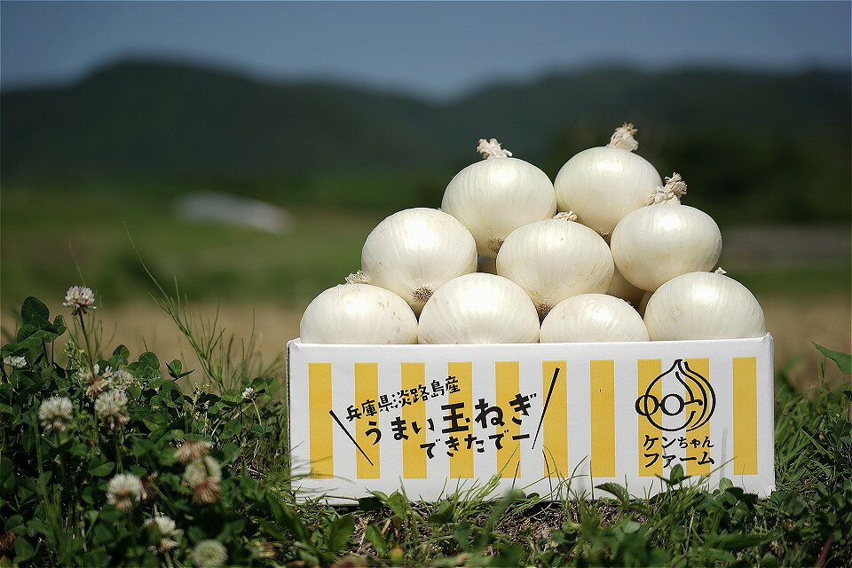 【先行受付！】【ケンちゃんファーム】希少！特別栽培真っ白な白たまねぎ　3kg　〜ひょうご安心ブランド認証取得〜◆配送5月中旬〜6月下旬