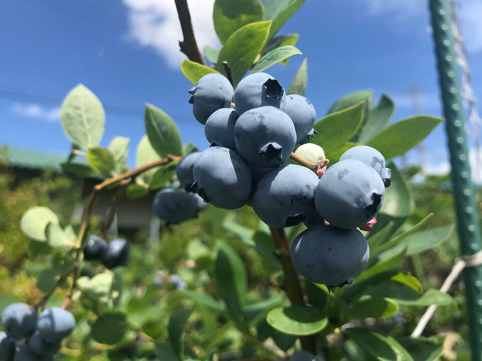 【加工に最適／冷凍】淡路島 馬回集落のブルーベリー 1kg