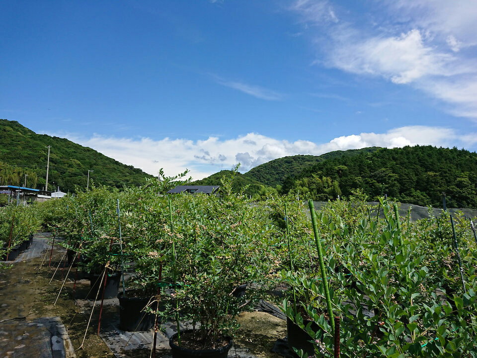 【ふるさと納税】【加工に最適／冷凍】淡路島 馬回集落のブルーベリー 1kg サムネイル3