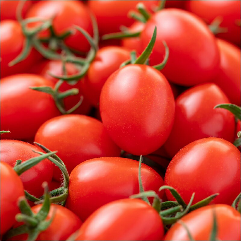 【ふるさと納税】完熟ミニトマト（アイコ） - 画像2