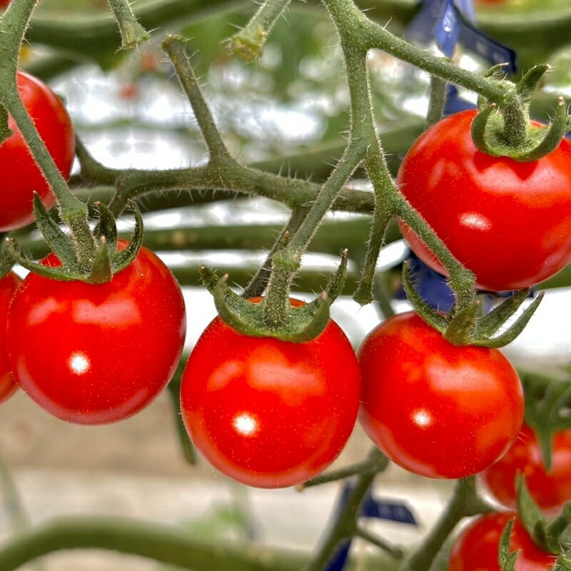 ミニトマト（キャロルセブン）2kg≪先行予約2025年11月より順次発送予定≫