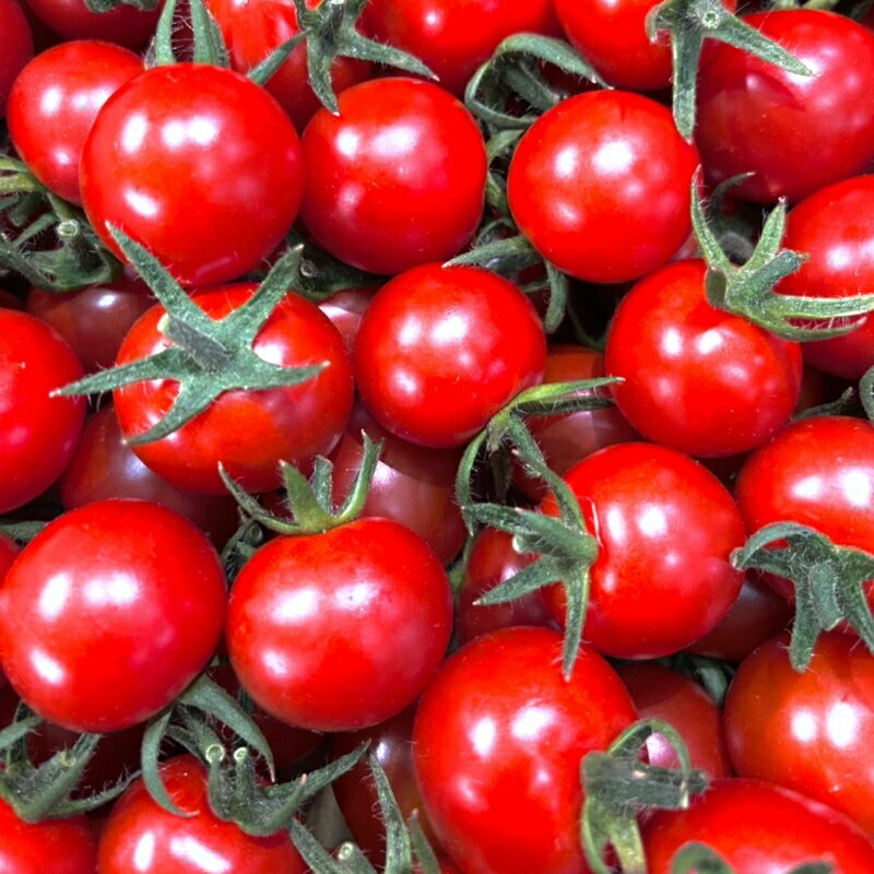 【ふるさと納税】ミニトマト（キャロルセブン）2kg≪先行予約2025年11月より順次発送予定≫ - 画像2