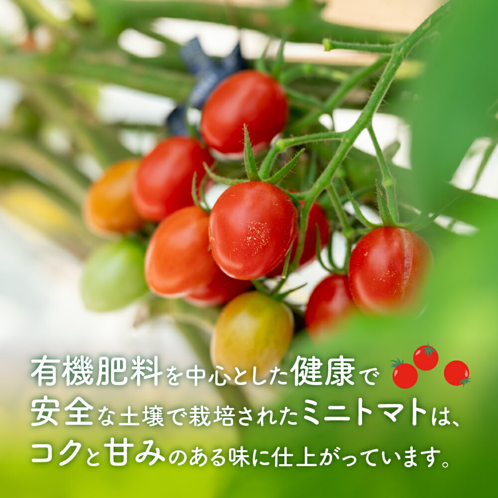 【ふるさと納税】農園直送！原出さんの完熟ミニトマト（あいこ） - 画像2