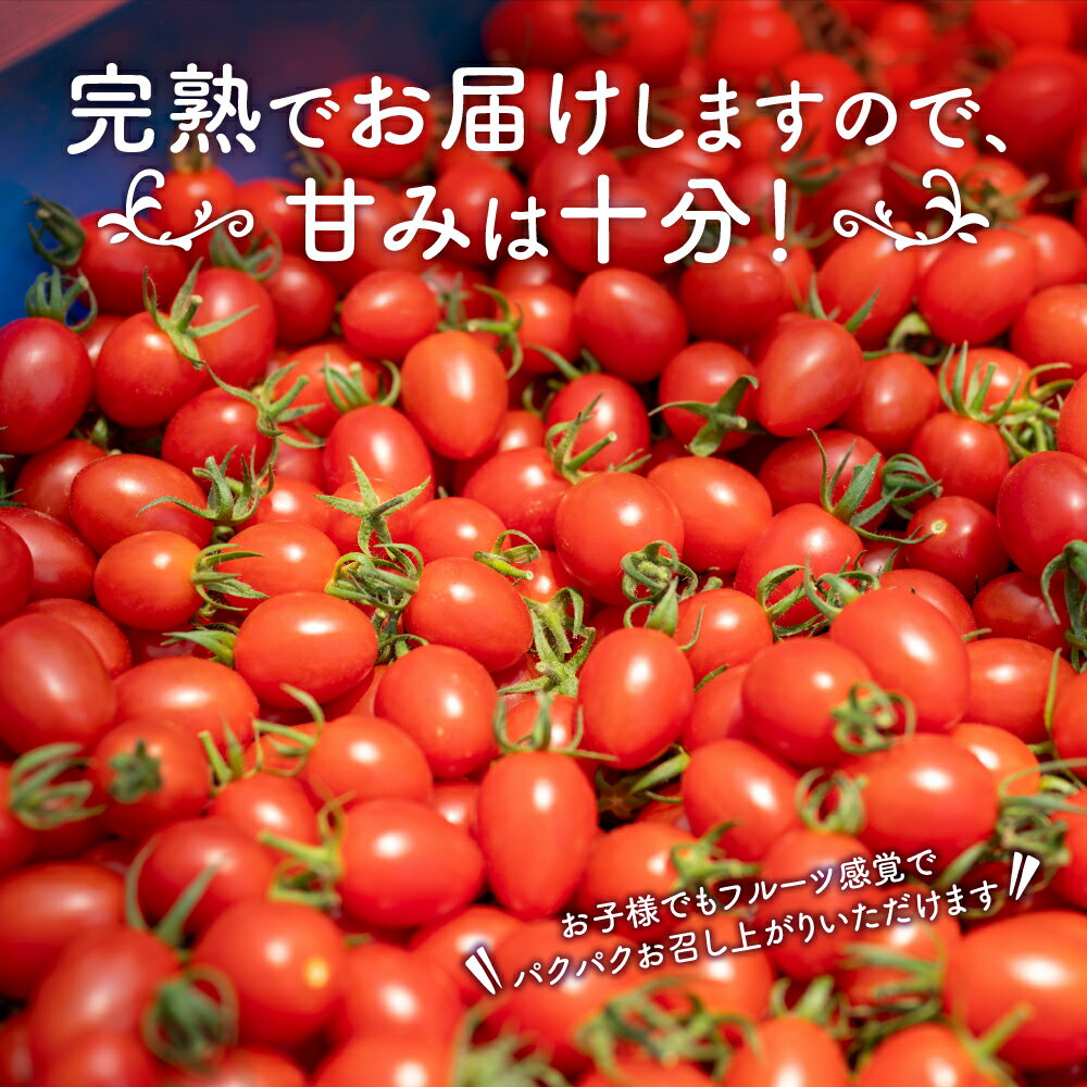 【ふるさと納税】農園直送！原出さんの完熟ミニトマト（あいこ） - 画像3
