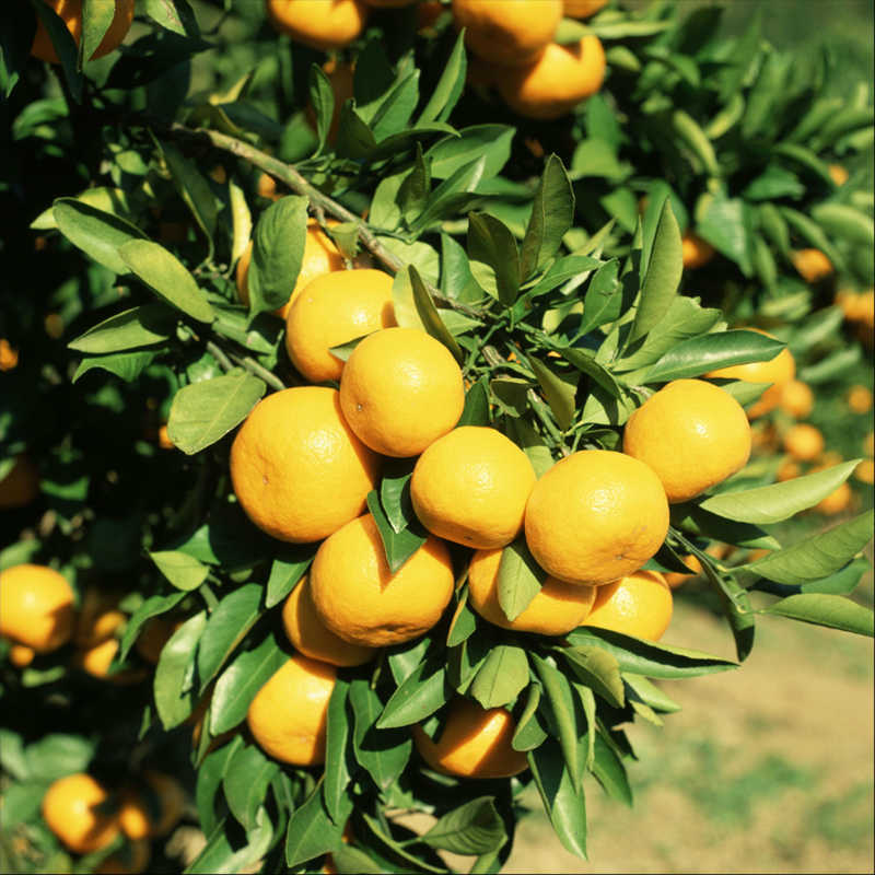 【ふるさと納税】和歌山県産　温州みかん（5kg）≪先行予約≫ サムネイル2