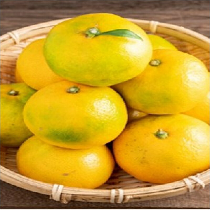 【ふるさと納税】ゆら早生みかん（紀州和歌山）ご家庭用10kg《先行予約》 サムネイル2