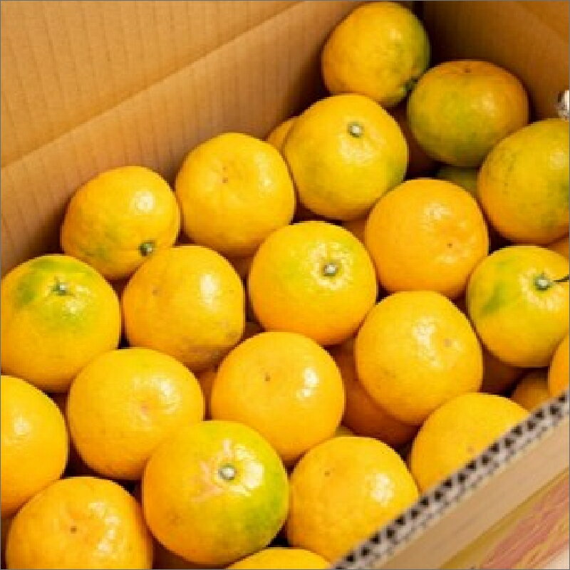 【ふるさと納税】ゆら早生みかん（紀州和歌山）ご家庭用10kg《先行予約》 サムネイル3