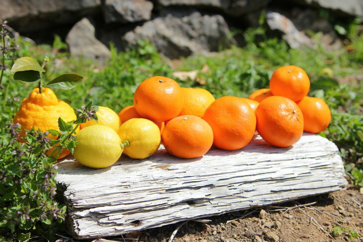 【ふるさと納税】【限定】 高評価★4.94 みかん 柑橘 3種類以上 採れたて 詰め合わせ セット 旬 おまかせ 約 5kg 訳あり ご家庭用 季節のこだわりみのりセット 主井農園 柑橘 果物 果実 国産 和歌山県 湯浅町 お取り寄せ 送料無料 - 画像2