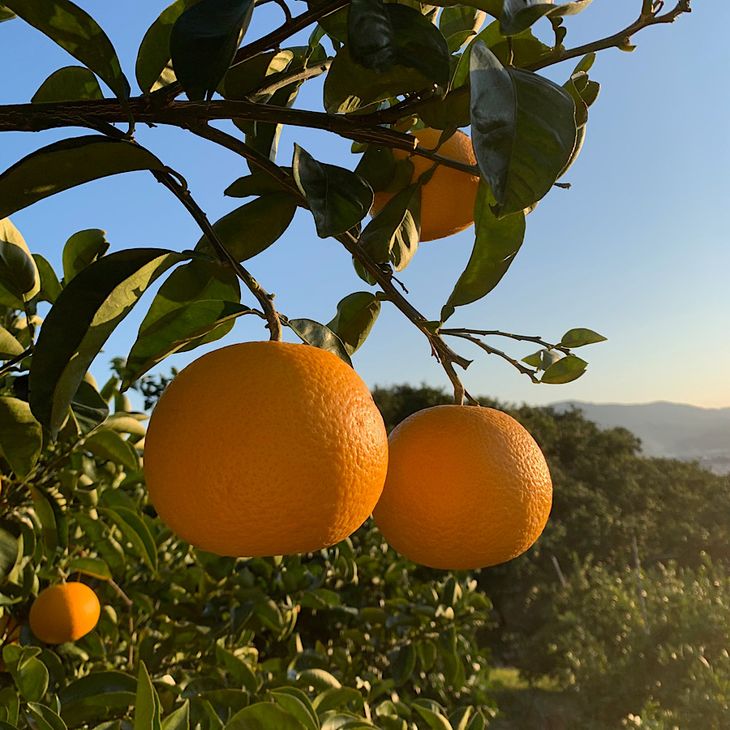 【ふるさと納税】【限定】 和歌山県産 有田の 八朔 (はっさく) 10kg 選べる サイズ S ～ 4L 【まごころ手選別】【はっさく ハッサク 八朔 和歌山産】 サムネイル2
