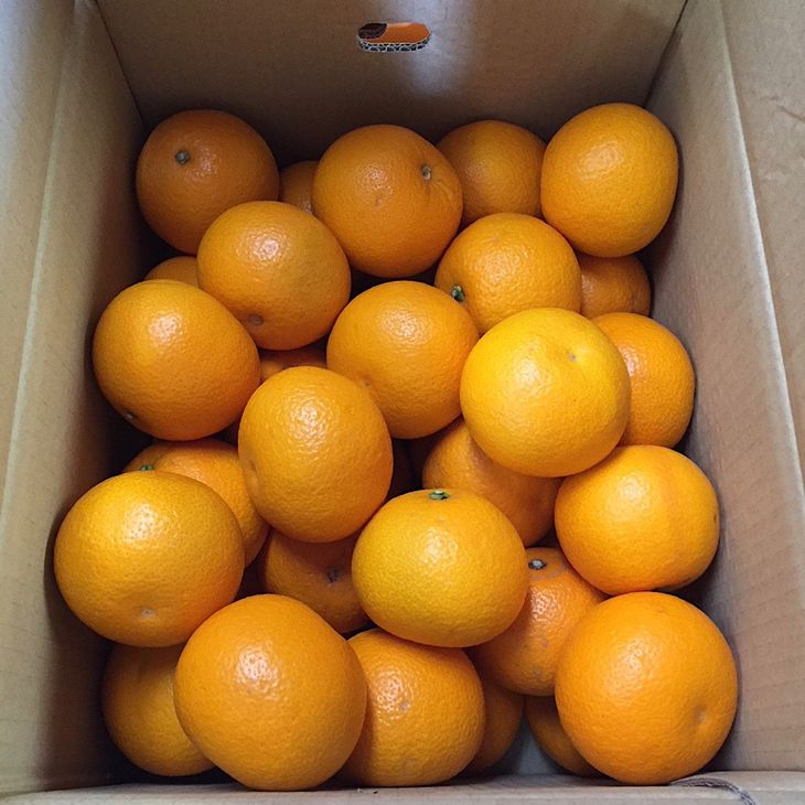 【ふるさと納税】【限定】 和歌山県産 有田の 八朔 (はっさく) 10kg 選べる サイズ S ～ 4L 【まごころ手選別】【はっさく ハッサク 八朔 和歌山産】 サムネイル3