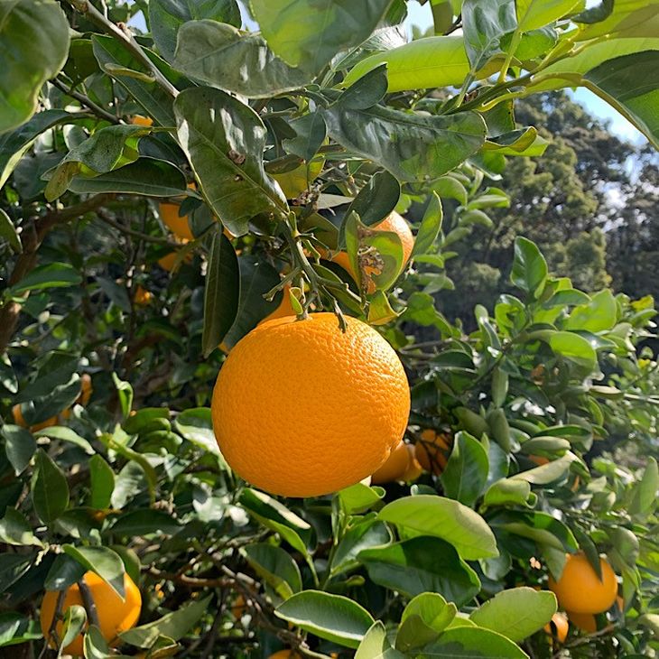 【ふるさと納税】【限定】【2026年先行予約】 訳あり 和歌山県産 八朔 S ～ 4L サイズ 混合 選べる 内容量 4 ～ 6kg まごころ手選別 有田 国産 柑橘 果物 果実 フルーツ 産地直送 おやつ デザート こだわり 家庭用 お取り寄せ お取り寄せフルーツ 和歌山県 湯浅町 送料無料 サムネイル2