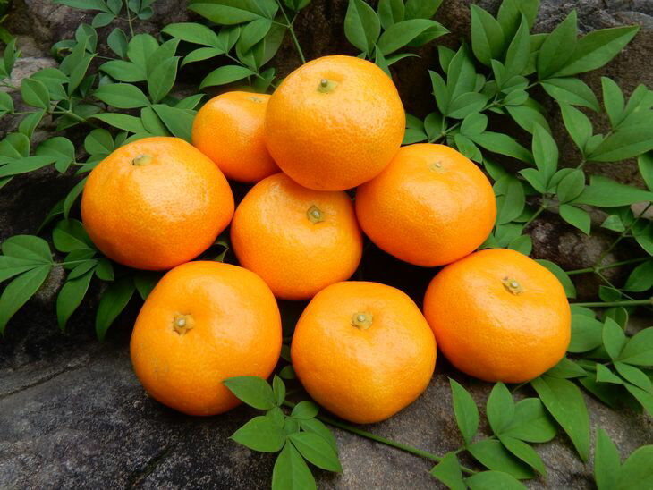 マルユー園のゆら早生みかん青秀5kg【ミカン 蜜柑 柑橘 温州みかん 有田みかん わせみかん 由良早生 和歌山】