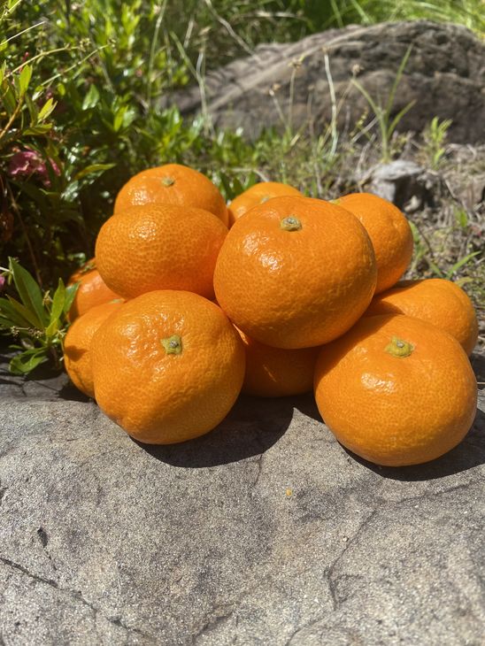 マルユー園のこだわり 有田みかん 青秀 5kg【ミカン 蜜柑 柑橘 温州みかん 和歌山 有田】