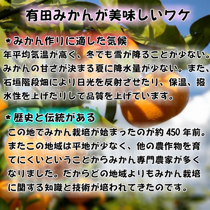 【ふるさと納税】【限定】【2025年先行予約】 高評価★4.42 有田みかん 約 5kg Sサイズ Mサイズ サイズ おまかせ 和歌山県 期間限定 小玉 みかん 特秀品 厳選 高糖度 温州みかん 柑橘 果物 フルーツ 甘い 香り 程よい酸味 お取り寄せ 湯浅町 送料無料 サムネイル2