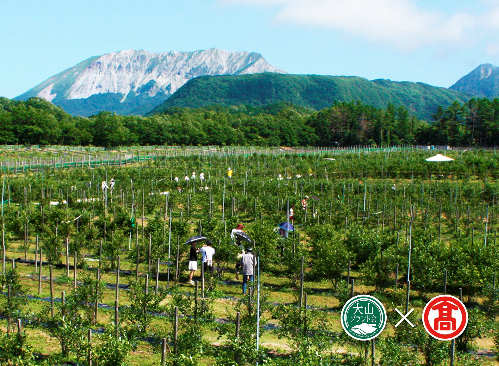 【ふるさと納税】＜数量限定＞冷凍ブルーベリー(500g×2P・計1kg) 鳥取県 ブルーベリー 果物 くだもの フルーツ 冷凍 大山【T-BI4】【大山ブランド会】 サムネイル2