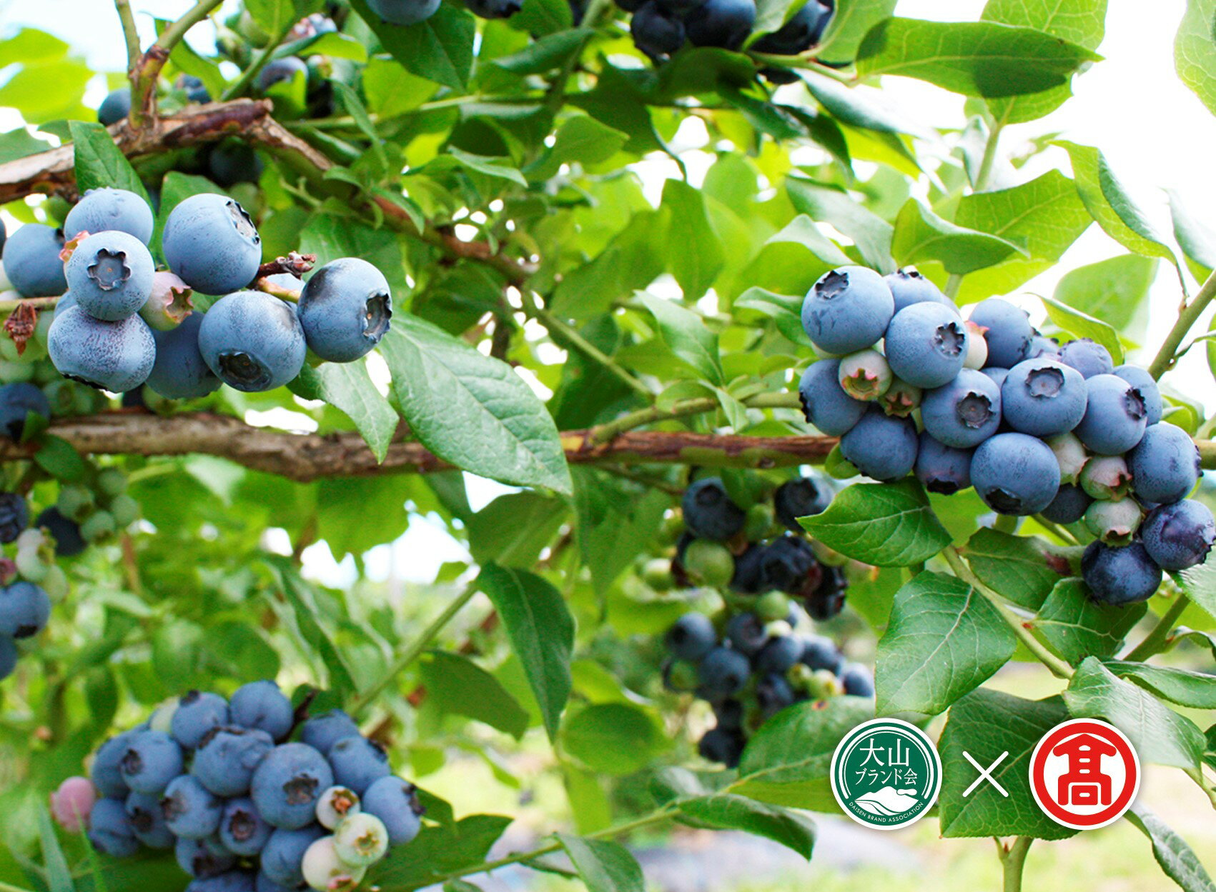 【ふるさと納税】＜数量限定＞冷凍ブルーベリー(500g×2P・計1kg) 鳥取県 ブルーベリー 果物 くだもの フルーツ 冷凍 大山【T-BI4】【大山ブランド会】 サムネイル3