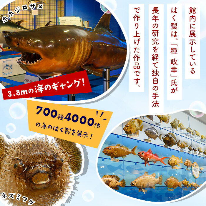 【ふるさと納税】＜数量限定＞ホホジロザメの弓浜絣巾着(1個) 弓浜絣 絣 巾着 藍染 木綿 織物 ホホジロザメ 【sm-DR001】【海とくらしの史料館】 サムネイル3