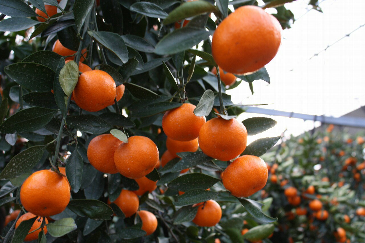 【ふるさと納税】＜先行予約！2025年11月下旬以降順次発送予定＞香川県産 小原紅早生みかん(約5kg/大玉) 国産 果物 果実 くだもの フルーツ みかん 蜜柑 新登場 【man359】【Aglio nero】 サムネイル2