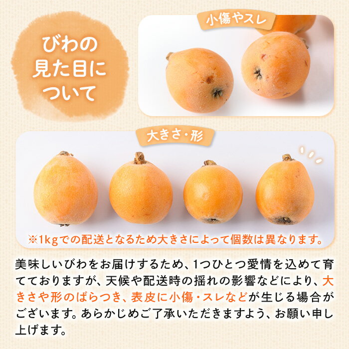 【ふるさと納税】＜先行予約！2026年5月下旬以降順次発送予定＞なつたより びわ (約1kg) フルーツ 産地直送 新鮮 香川 香川県 特産 果物 ふるーつ 旬 人気 お取り寄せ【man066】【Aglio nero】 - 画像3