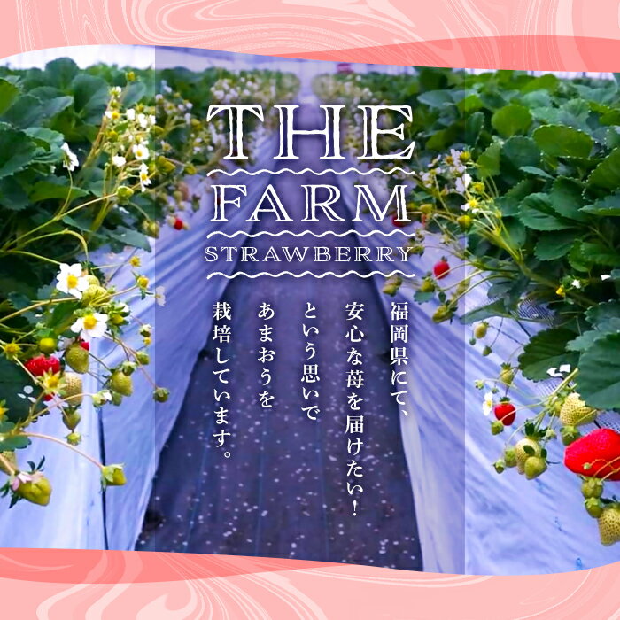 【ふるさと納税】《先行予約受付中・数量限定》＜定期便・全4回(2月・3月・6月・7月)＞2026年2月からお届け！あまおう大好きセット いちご 苺 定期便 ジェラート アイス レアチーズケーキ お菓子 おやつ ＜離島配送不可＞【ksg1258】【THE FARM_strawberry】 サムネイル2