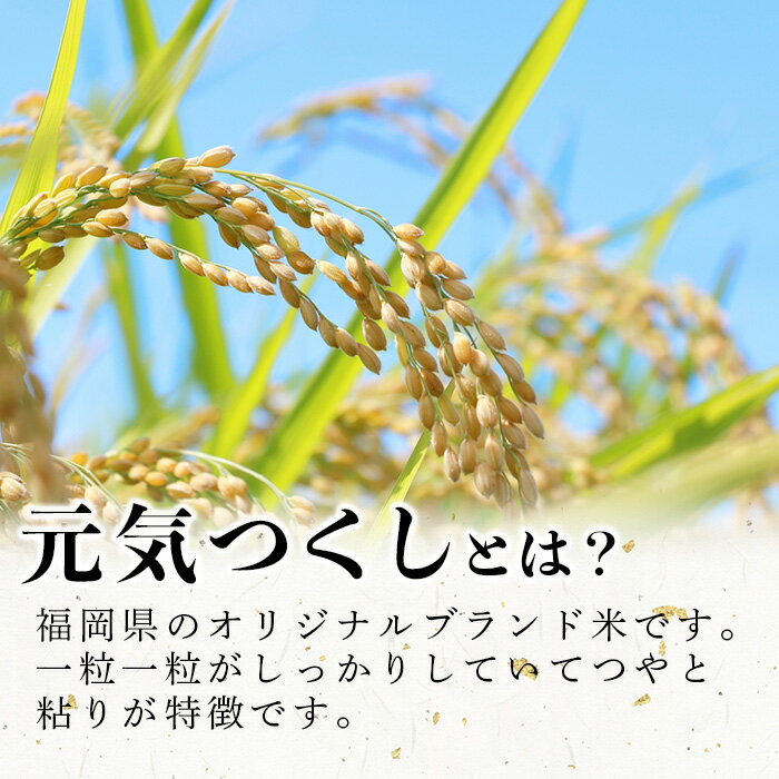 【ふるさと納税】＜数量限定・選べる！内容量＞ 元気つくし 精白米 (5kg〜15kg) お米 米 精白米 おこめ ごはん ご飯 ライス 弁当 おにぎり 国産 福岡県産 ブランド米 5kg 10kg 15kg 数量限定 常温 ＜北海道・沖縄・離島配送不可＞【ksg1780・ksg1781・ksg1782】 - 画像3
